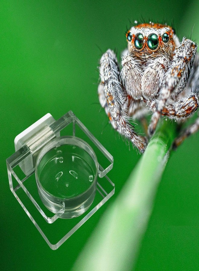 Oooct 2 Pack Jumping Spider Feeding Dish - Transparent Acrylic Magnetic Tarantula Food Bowl and Water Dish - Enclosure Accessories for Small Spiders - Image 2